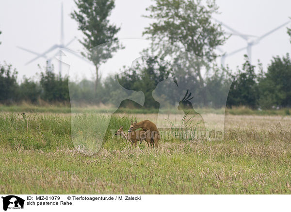 sich paarende Rehe / copulating roe deers / MIZ-01079
