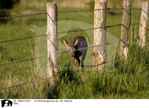 Reh / roe deer / MIZ-01091