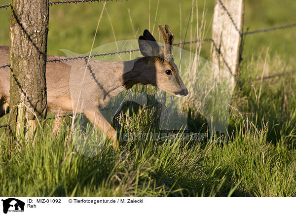 Reh / roe deer / MIZ-01092