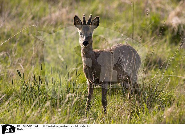 Reh / roe deer / MIZ-01094