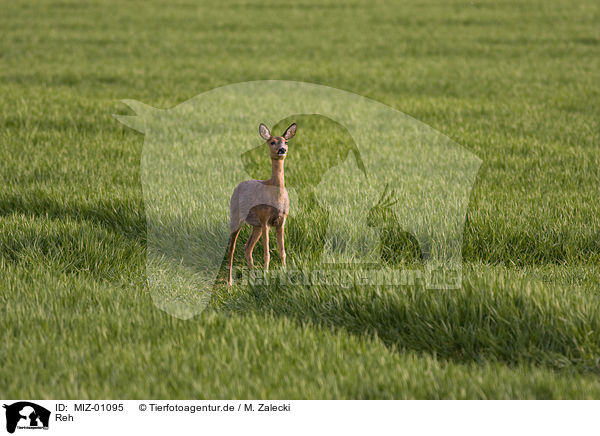 Reh / roe deer / MIZ-01095