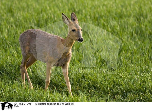 Reh / roe deer / MIZ-01096