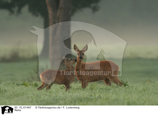 Rehe / FL-01487