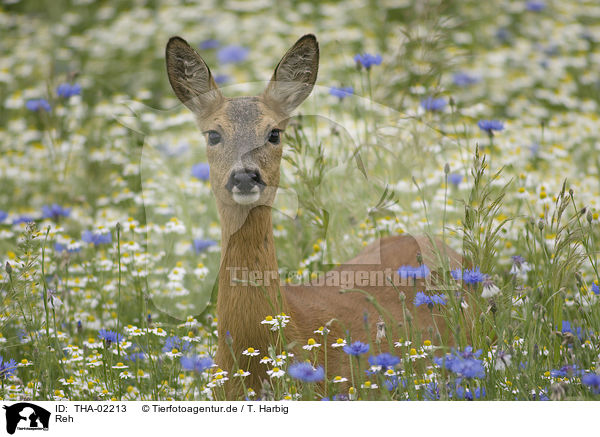 Reh / THA-02213