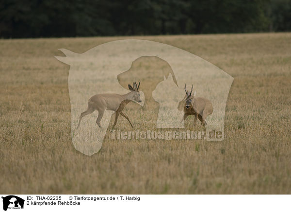 2 kmpfende Rehbcke / 2 fighting male deer / THA-02235
