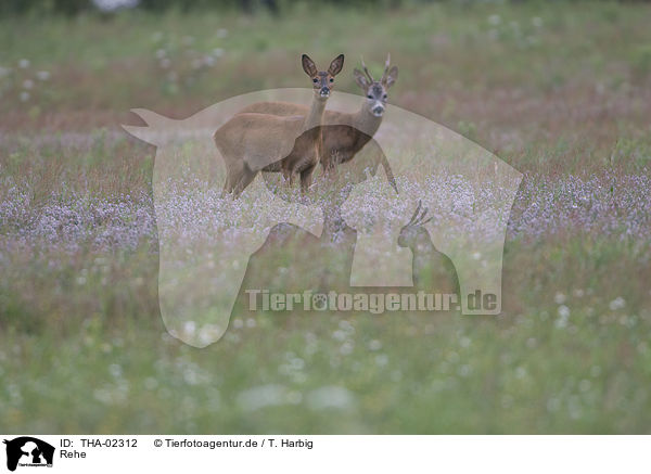 Rehe / THA-02312