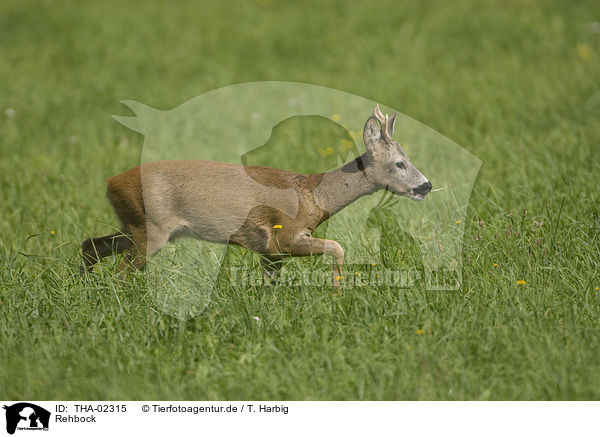 Rehbock / THA-02315