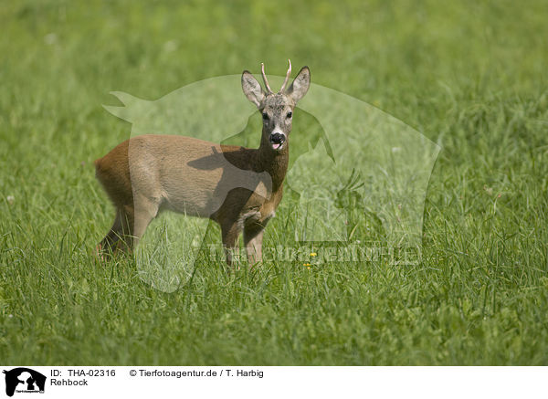 Rehbock / THA-02316