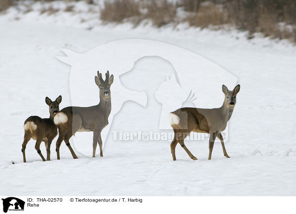 Rehe / THA-02570