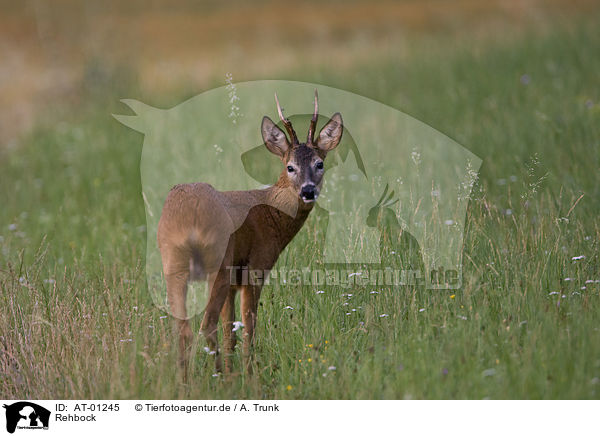 Rehbock / male deer / AT-01245