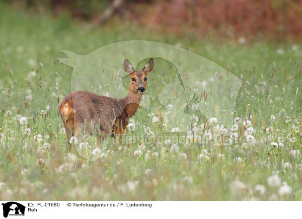 Reh / roe deer / FL-01680