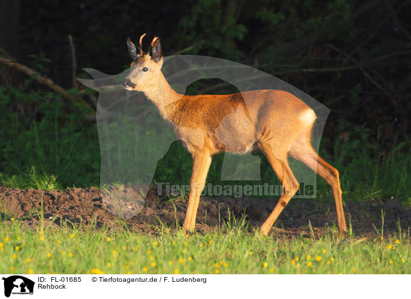 Rehbock / roe deer / FL-01685