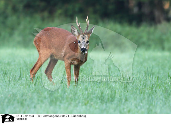 Rehbock / FL-01693