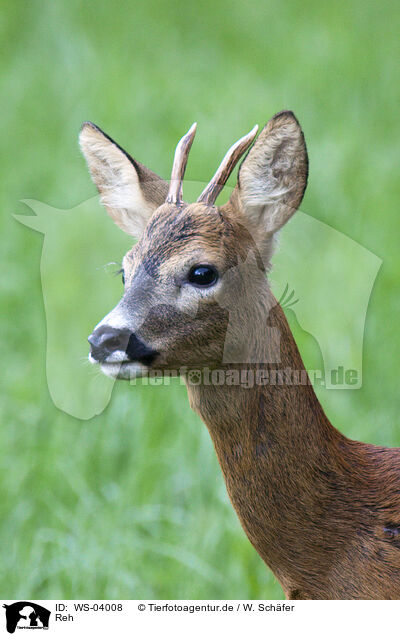 Reh / roe deer / WS-04008