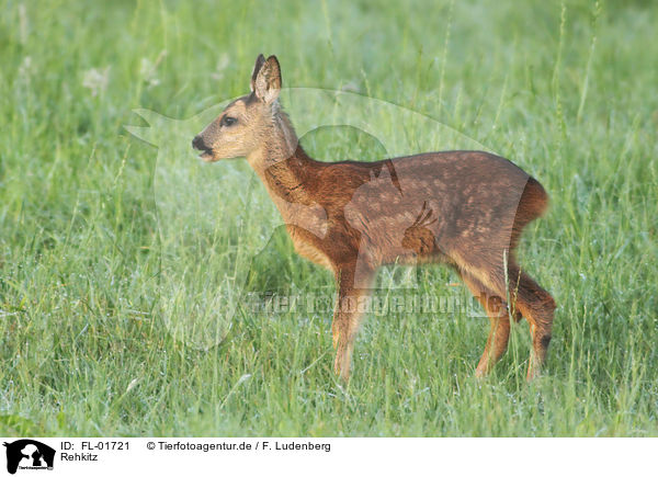 Rehkitz / FL-01721