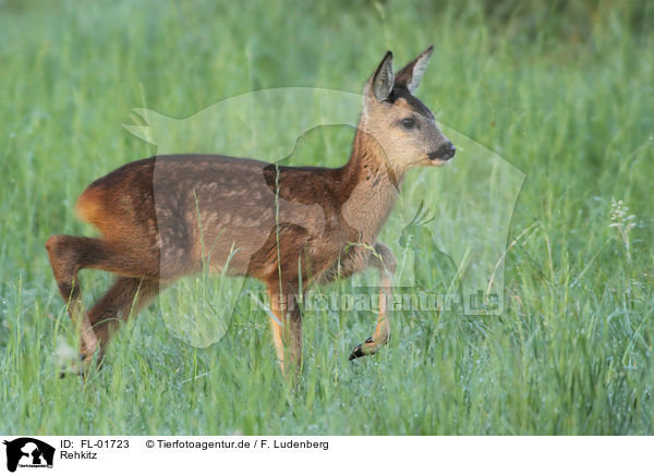 Rehkitz / FL-01723