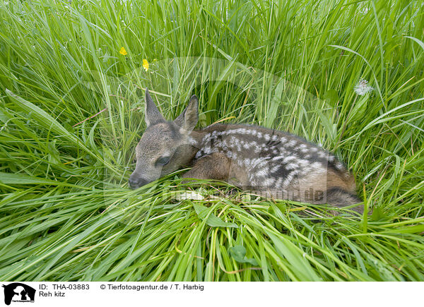 Reh kitz / THA-03883