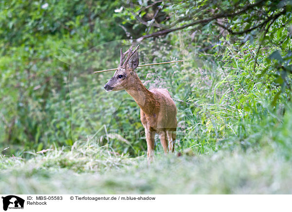 Rehbock / roe deer / MBS-05583