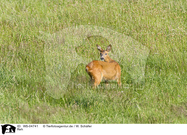 Reh / roe deer / WS-04741