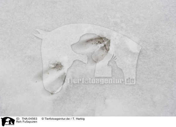 Reh Fuspuren / roe deer footprint / THA-04563