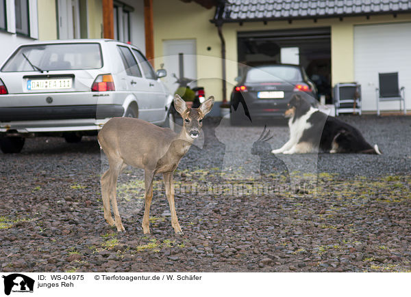 junges Reh / young roe deer / WS-04975