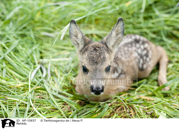 Rehkitz / roe deer kid / AP-10837