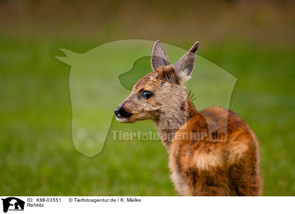 Rehkitz / KMI-03551