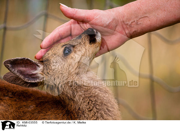 Rehkitz / KMI-03555