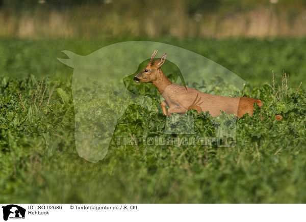 Rehbock / roe deer / SO-02686