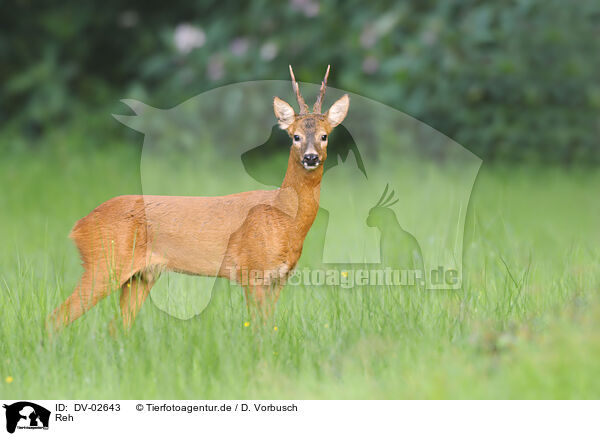 Reh / roe deer / DV-02643