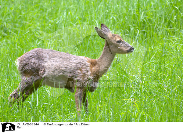 Reh / AVD-03344