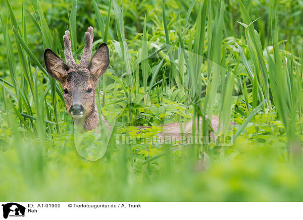 Reh / roe deer / AT-01900