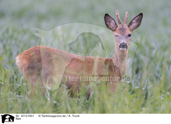 Reh / roe deer / AT-01901