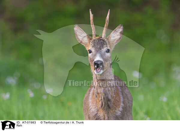 Reh / roe deer / AT-01983