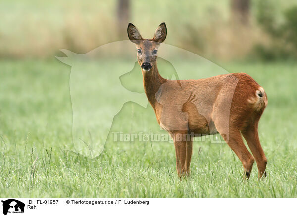 Reh / roe deer / FL-01957