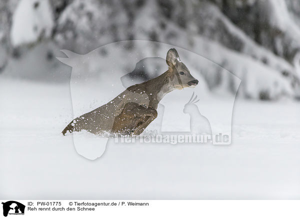 Reh rennt durch den Schnee / PW-01775