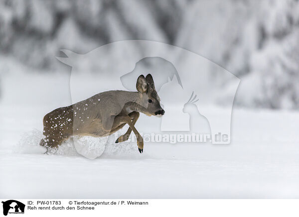 Reh rennt durch den Schnee / PW-01783