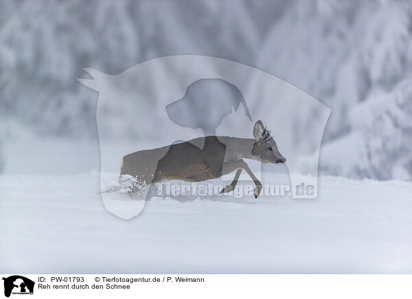 Reh rennt durch den Schnee / PW-01793