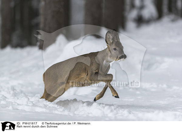 Reh rennt durch den Schnee / PW-01817