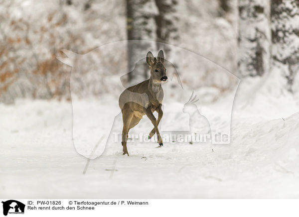 Reh rennt durch den Schnee / PW-01826