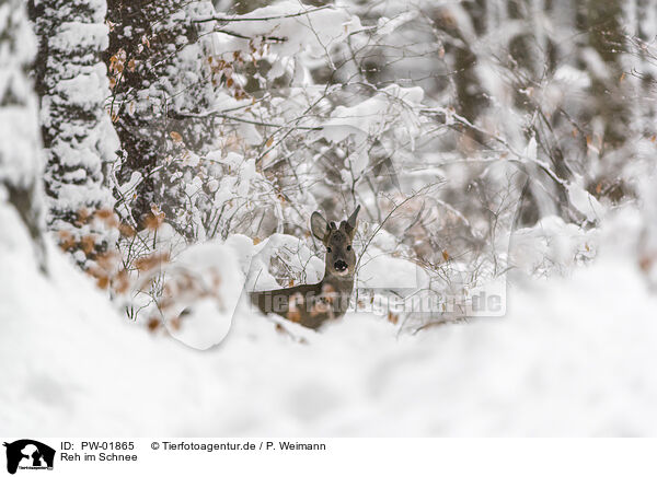 Reh im Schnee / PW-01865