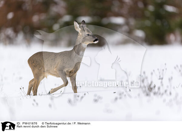 Reh rennt durch den Schnee / PW-01876