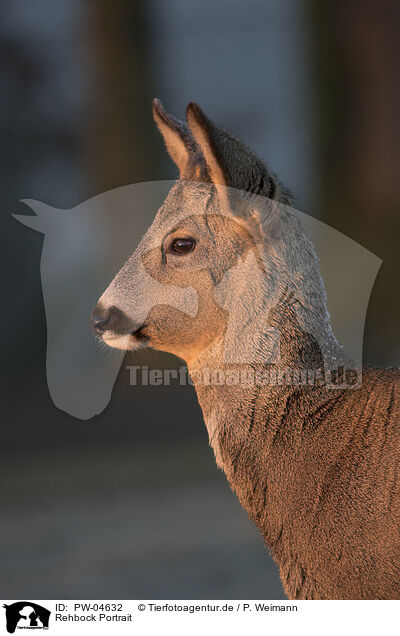 Rehbock Portrait / Roebuck portrait / PW-04632