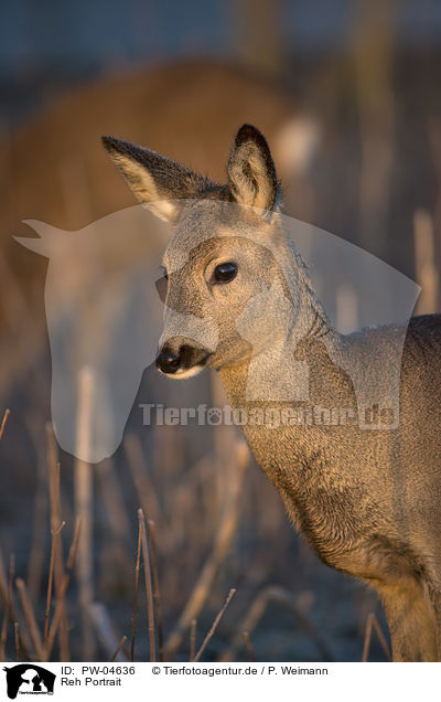 Reh Portrait / PW-04636