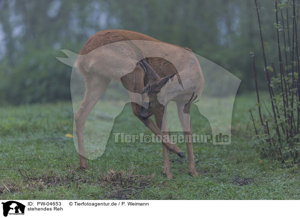 stehendes Reh / PW-04653