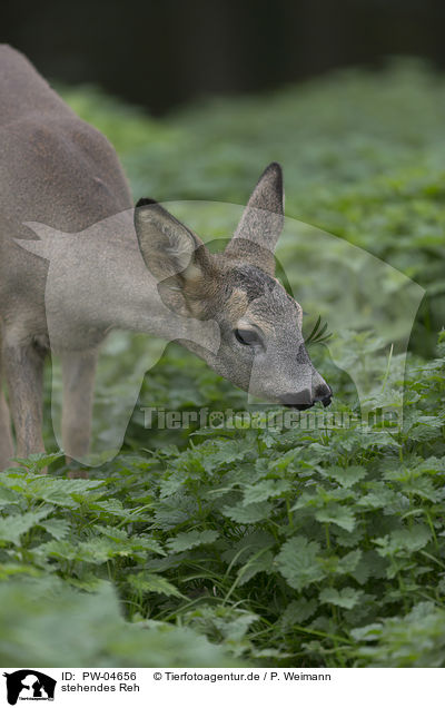 stehendes Reh / PW-04656