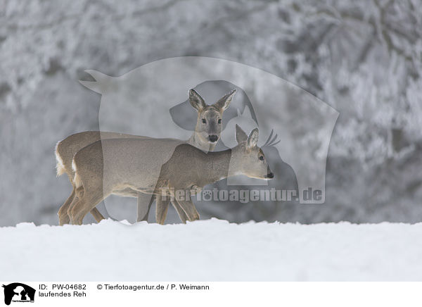 laufendes Reh / walking Deer / PW-04682