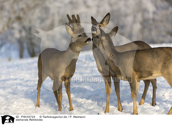 stehende Rehbcke / PW-04724