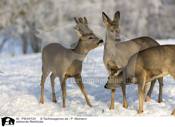 stehende Rehbcke / PW-04725
