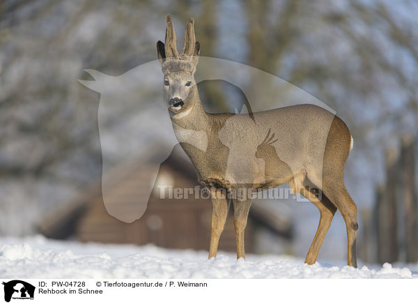 Rehbock im Schnee / PW-04728